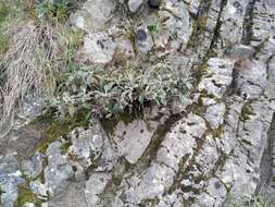 Image of Kaikoura Rock Daisy