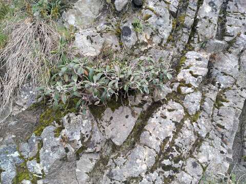 Image of Pachystegia insignis (Hook. fil.) Cheesem.