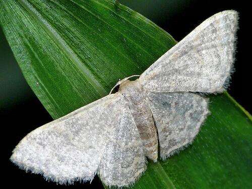 Image of Idaea costiguttata Warren 1896