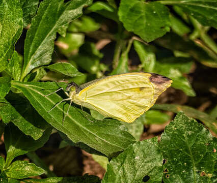 Слика од Nepheronia argia (Fabricius 1775)