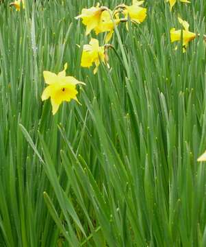 Image of Narcissus pseudonarcissus subsp. major (Curtis) Baker