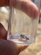 Image of Apical Leafcutter Bee