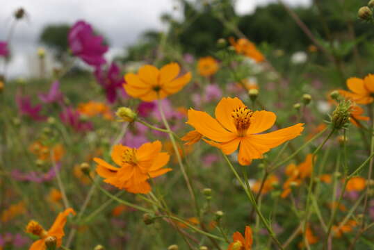 Image of sulphur cosmos