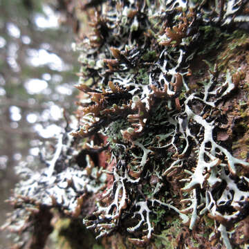 Image of Brownish monk's-hood lichen