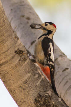 Image of Syrian Woodpecker