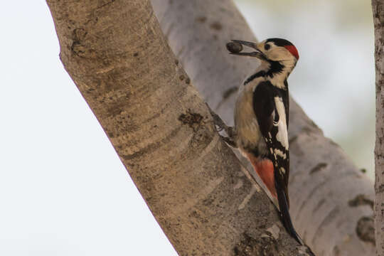 Image of Syrian Woodpecker