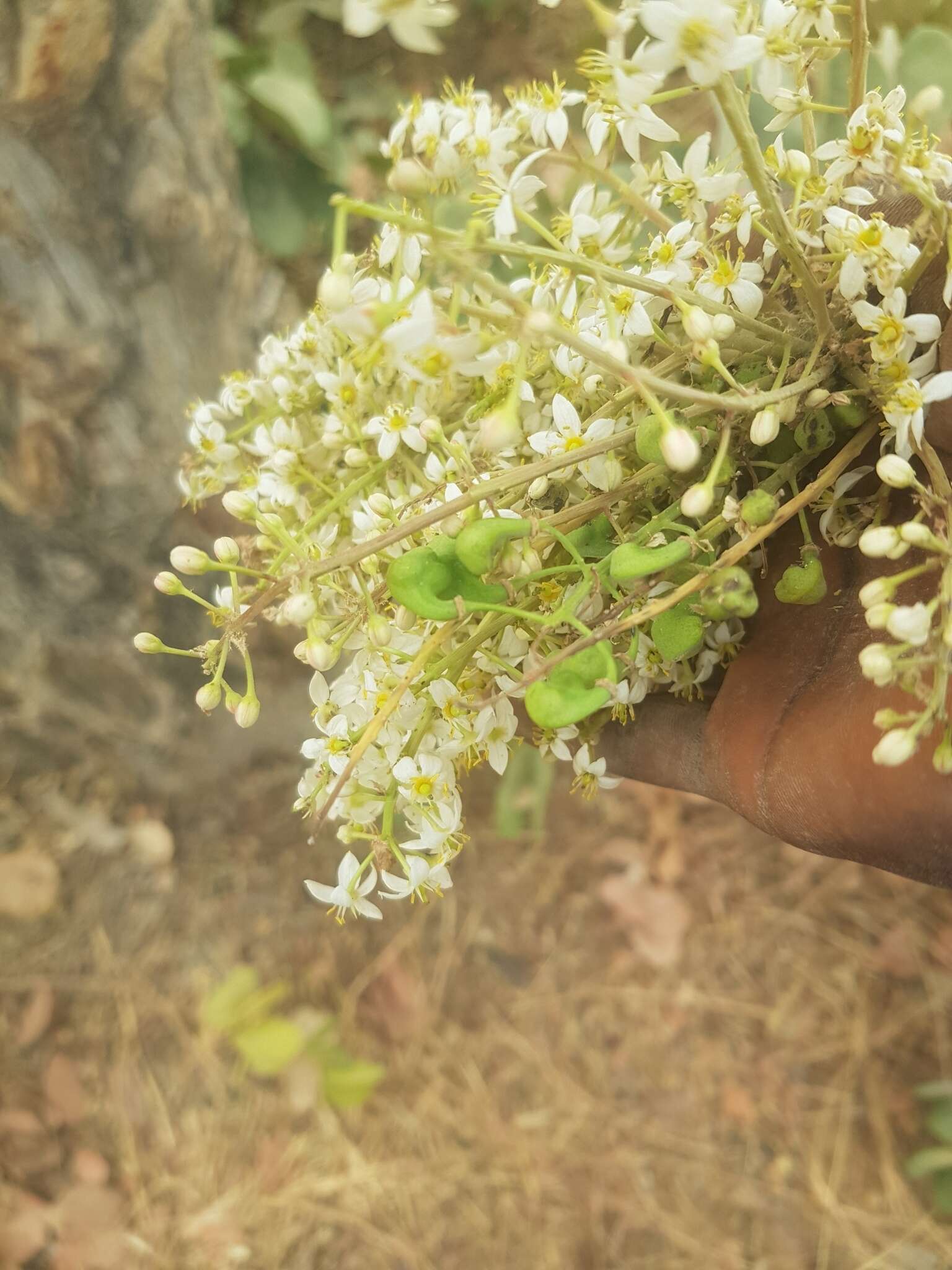 Plancia ëd Boswellia dalzielii Hutchinson