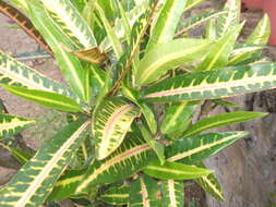 Image of codiaeum