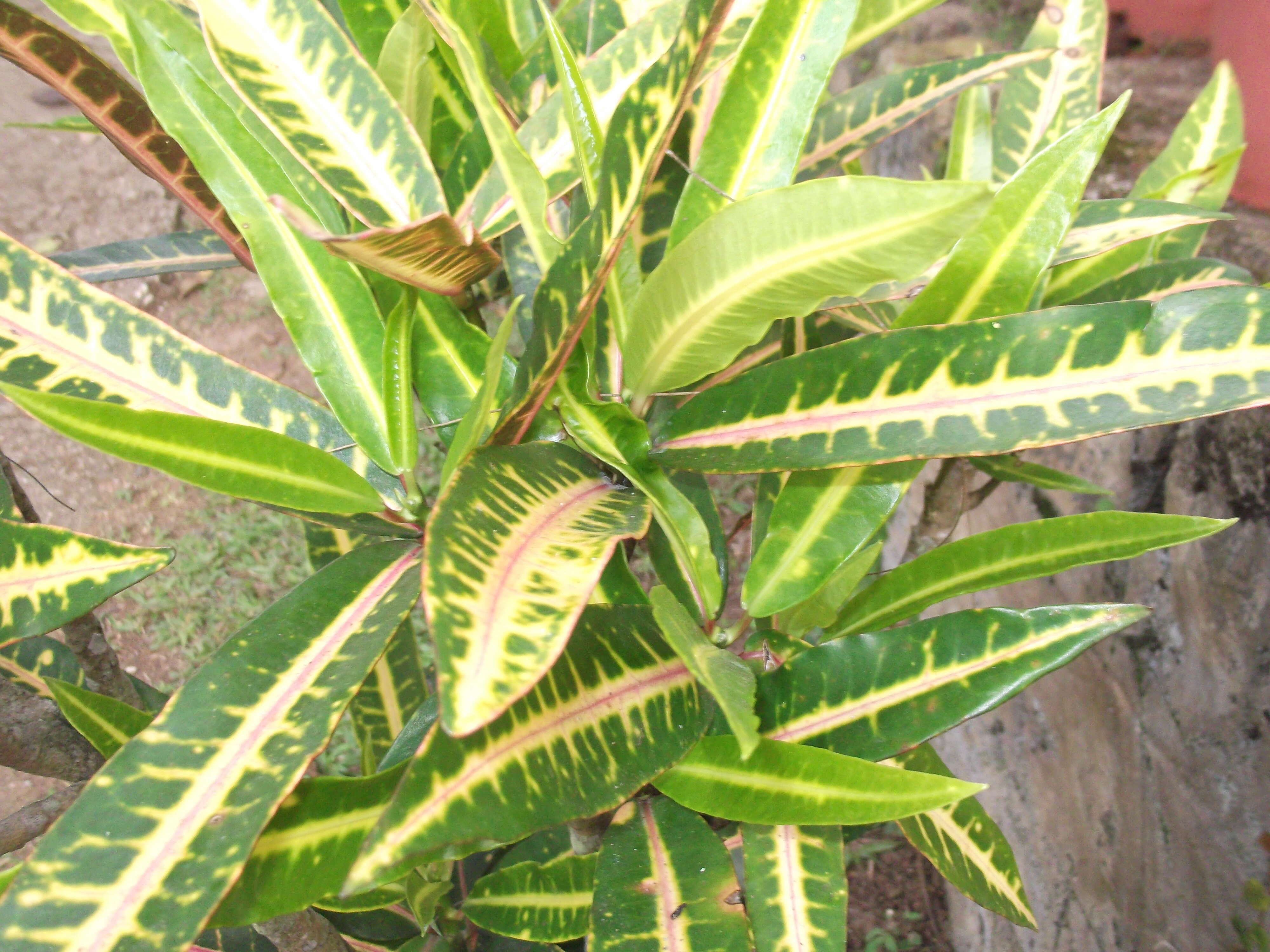 Image of codiaeum