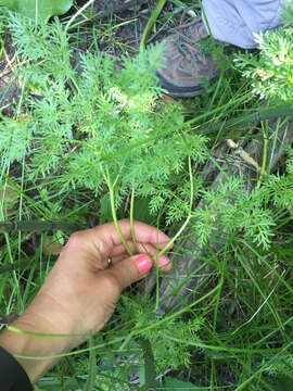 Image of fernleaf biscuitroot