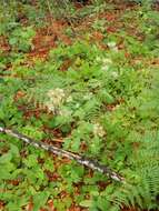 Image of Oregon phacelia