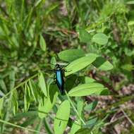 Imagem de Lytta (Poreopasta) cyanipennis (Le Conte 1851)