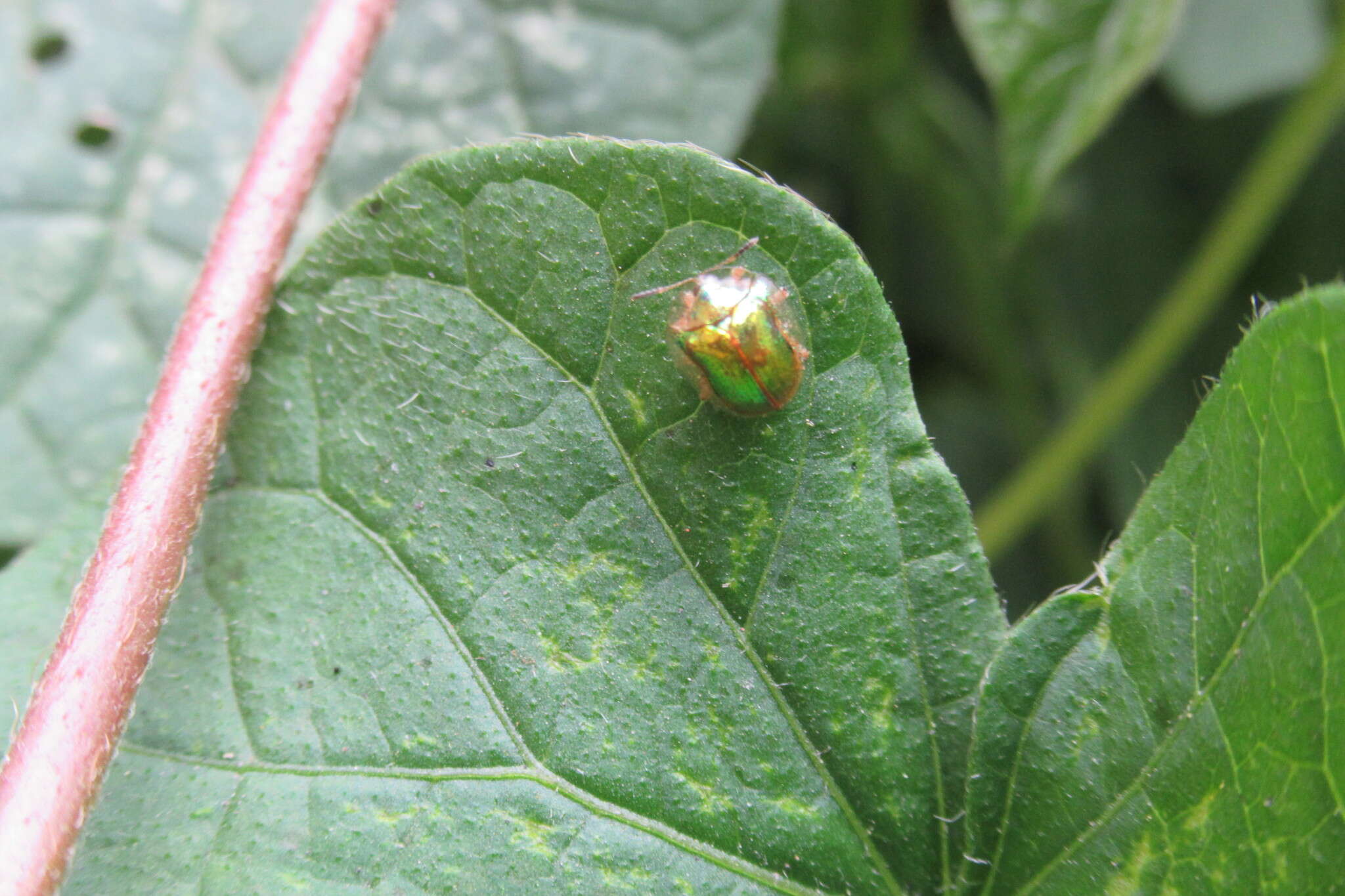 Слика од Charidotella (Charidotella) succinea (Boheman 1855)