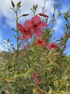 Image of Hermannia stricta (E. Mey. ex Turcz.) Harv.