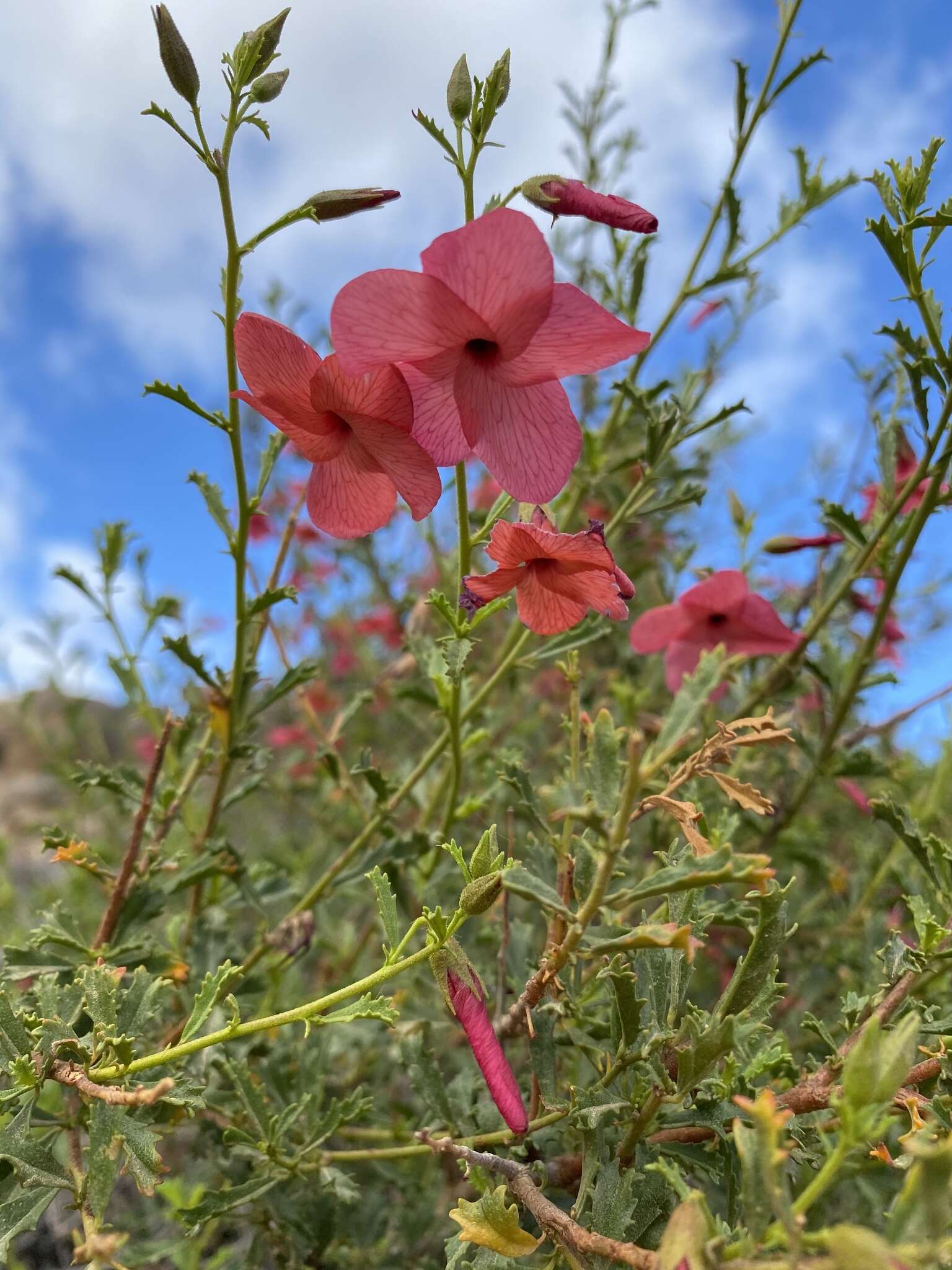 Image of Hermannia stricta (E. Mey. ex Turcz.) Harv.