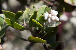 Image of Alameda manzanita