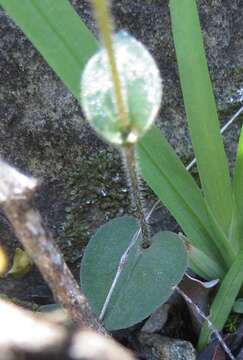 Image of Disperis bolusiana subsp. bolusiana