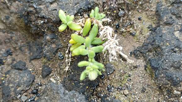 Image of Spergularia azorica (Kindb.) Lebel