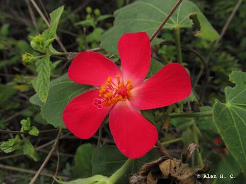 Image of heartleaf rosemallow