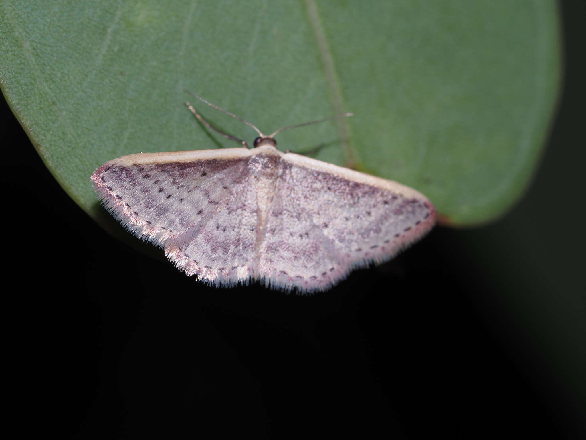 صورة Idaea nephelota Turner 1908