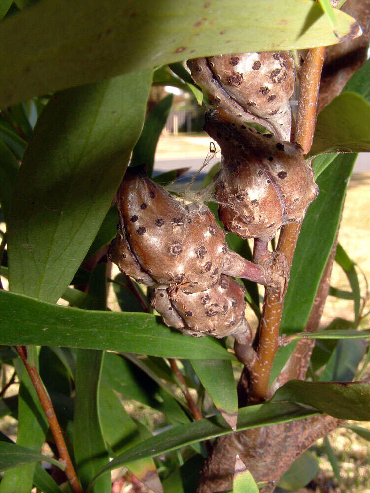 Image of Willow hakea