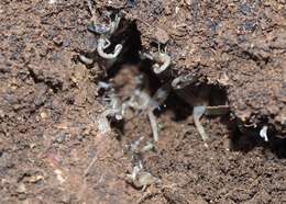 Image of Hadruroides galapagoensis Maury 1975