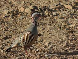 Image of Barbary Partridge