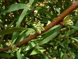 Image of pincushion tree