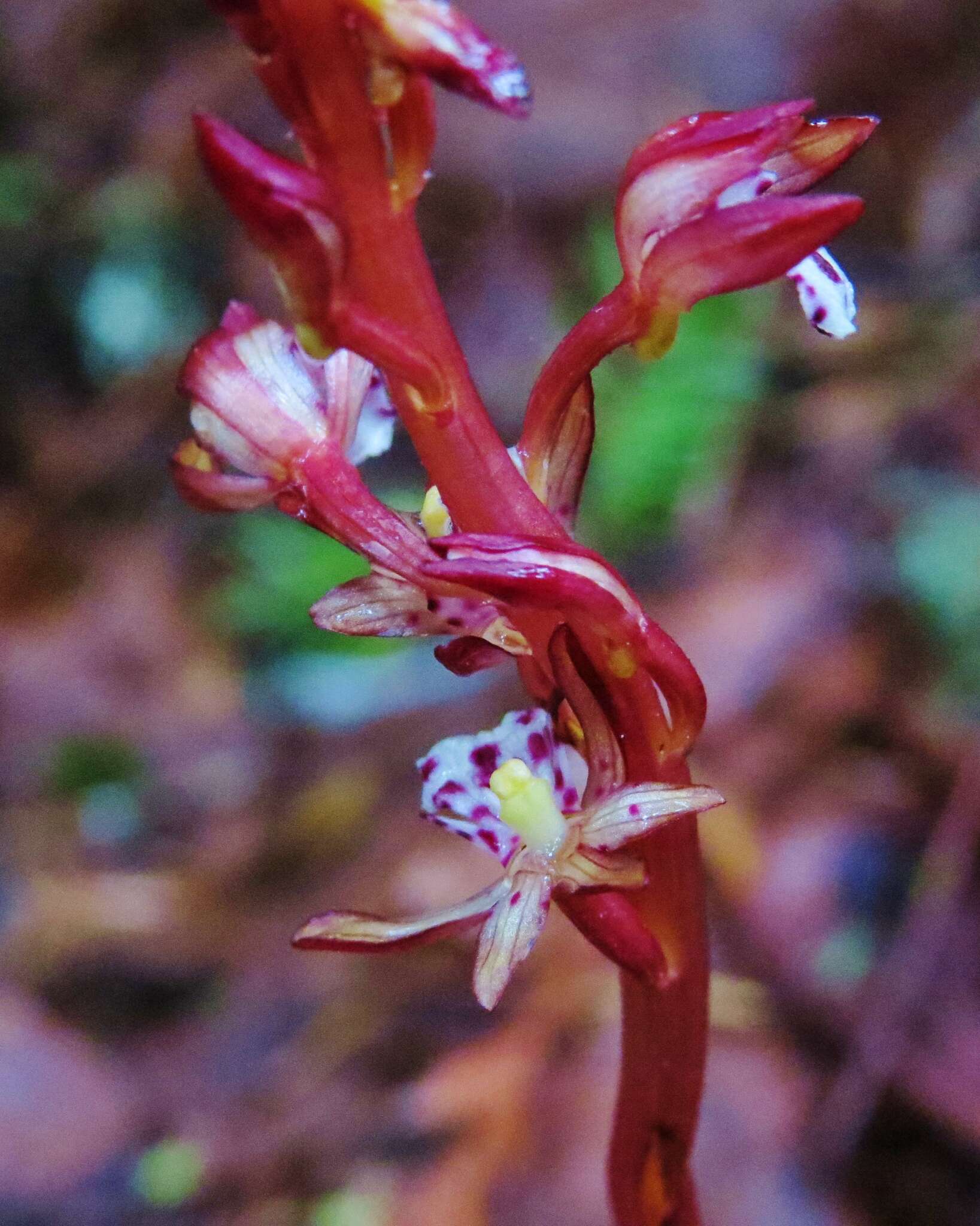 Image of summer coralroot