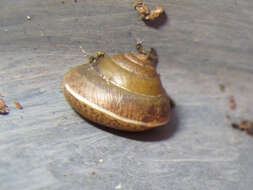 Image of girdled snail