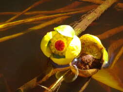 Image de Nuphar rubrodisca Morong