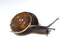 Image of girdled snail