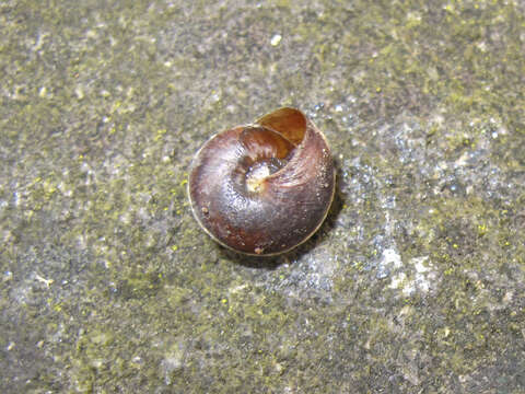 Image of girdled snail