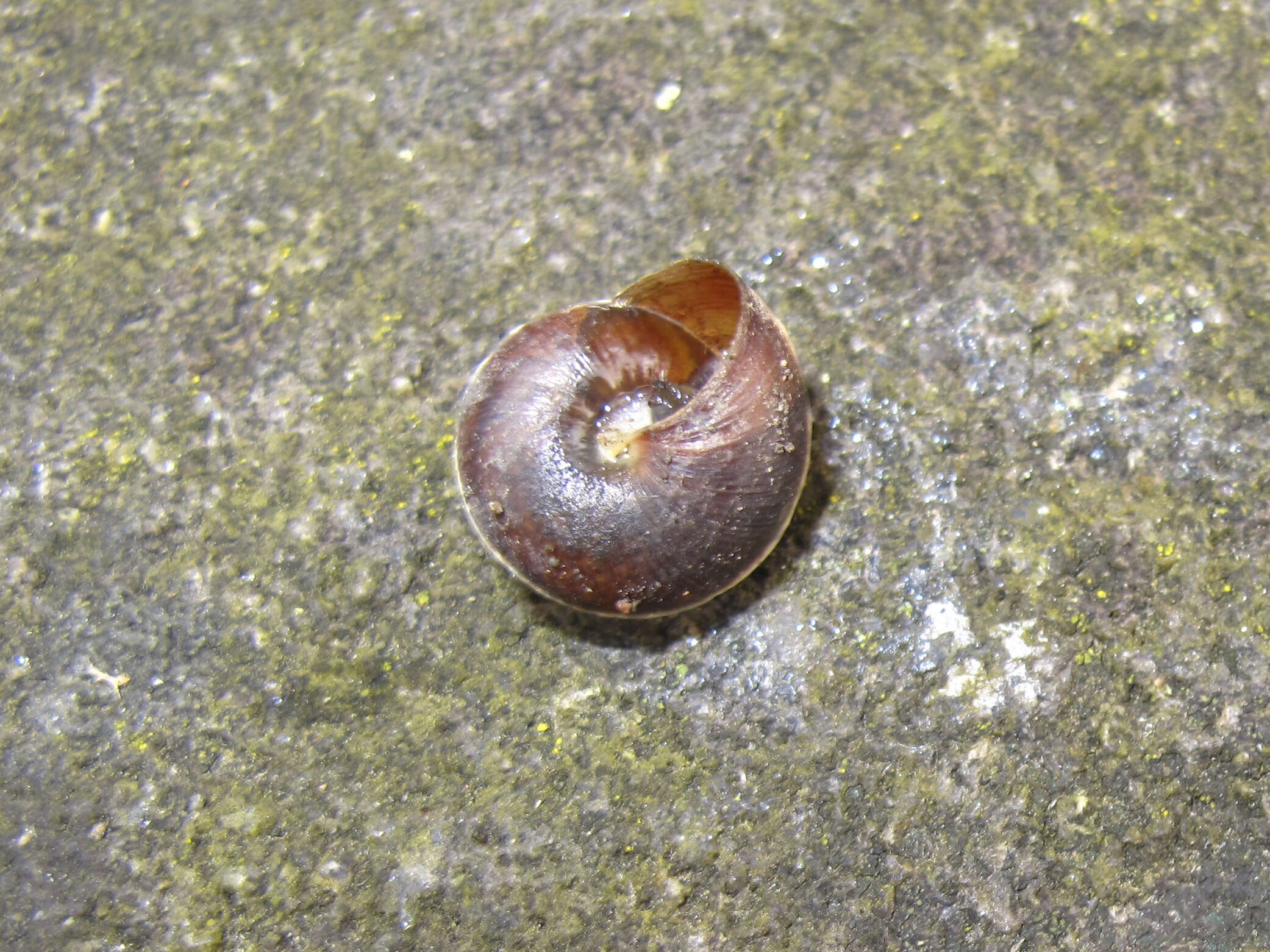 Image of girdled snail