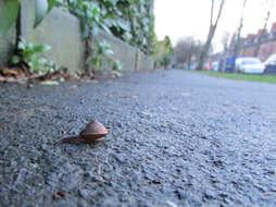 Image of girdled snail