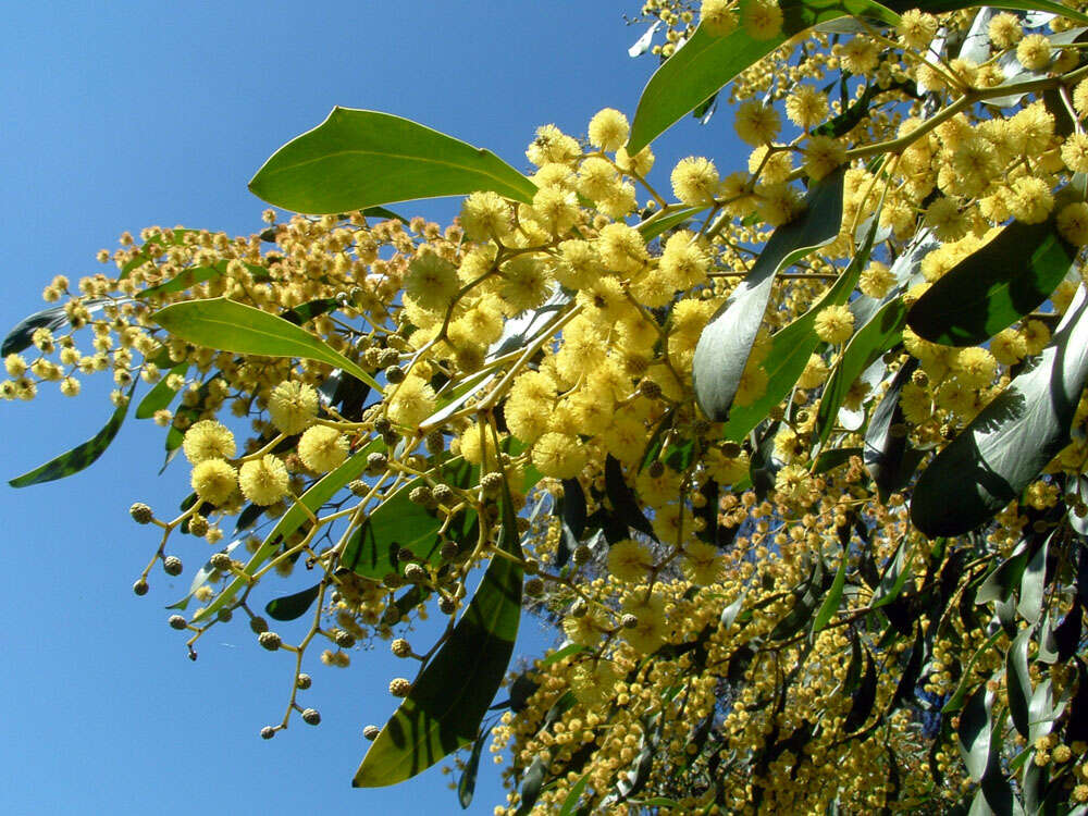 Sivun Acacia pycnantha Benth. kuva