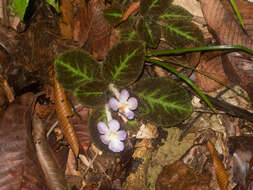 Image of Episcia lilacina Hanst.