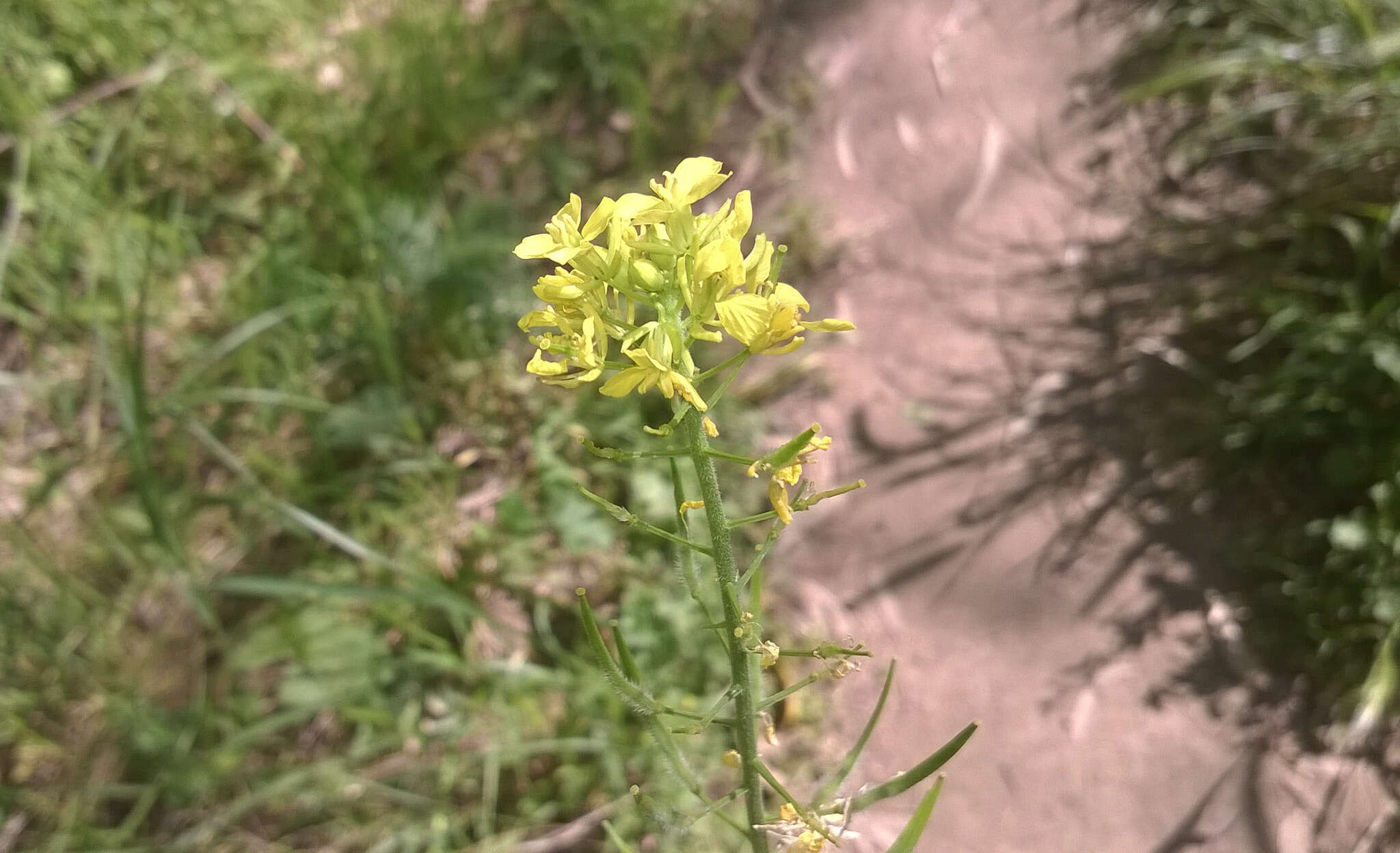 Image of white mustard