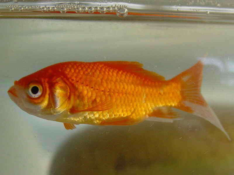 Image of Goldfish