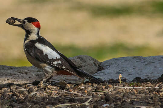 Image of Syrian Woodpecker