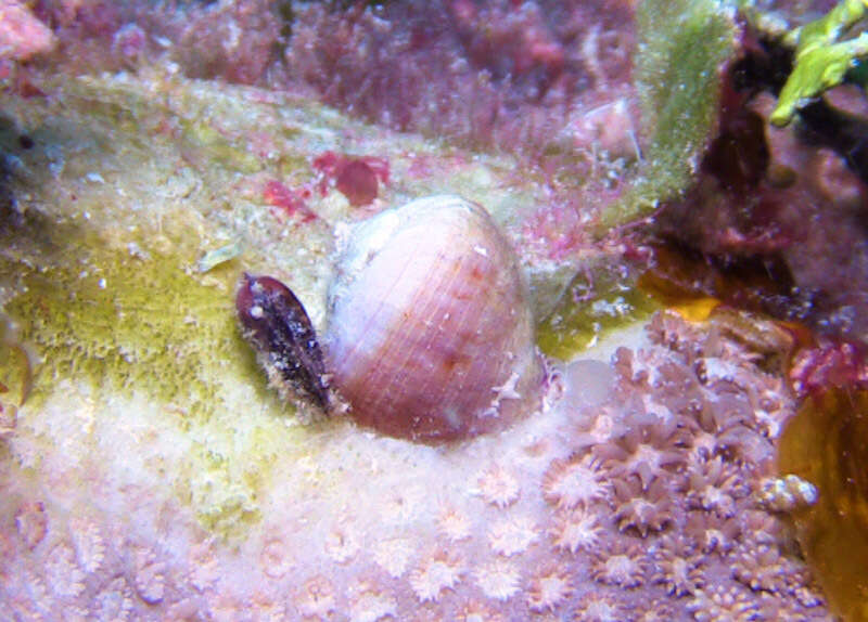 Image of purple coral snail