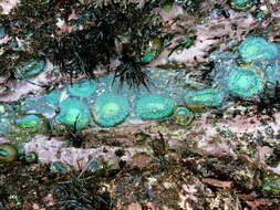 Image of giant green anemone