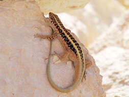 Image of Anatolian Lizard