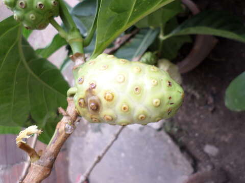 Image of Indian mulberry