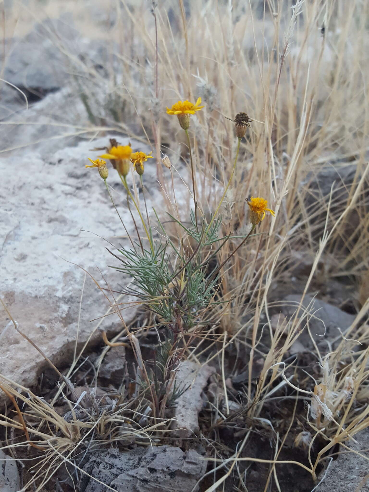 Imagem de Thymophylla pentachaeta var. hartwegii (A. Gray) J. L. Strother