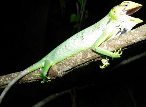 Image of Berthold's Bush Anole