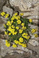 Imagem de Draba grayana (Rydb.) C. L. Hitchc.