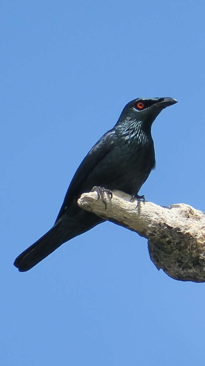 Sivun Aplonis cantoroides (Gray & GR 1862) kuva