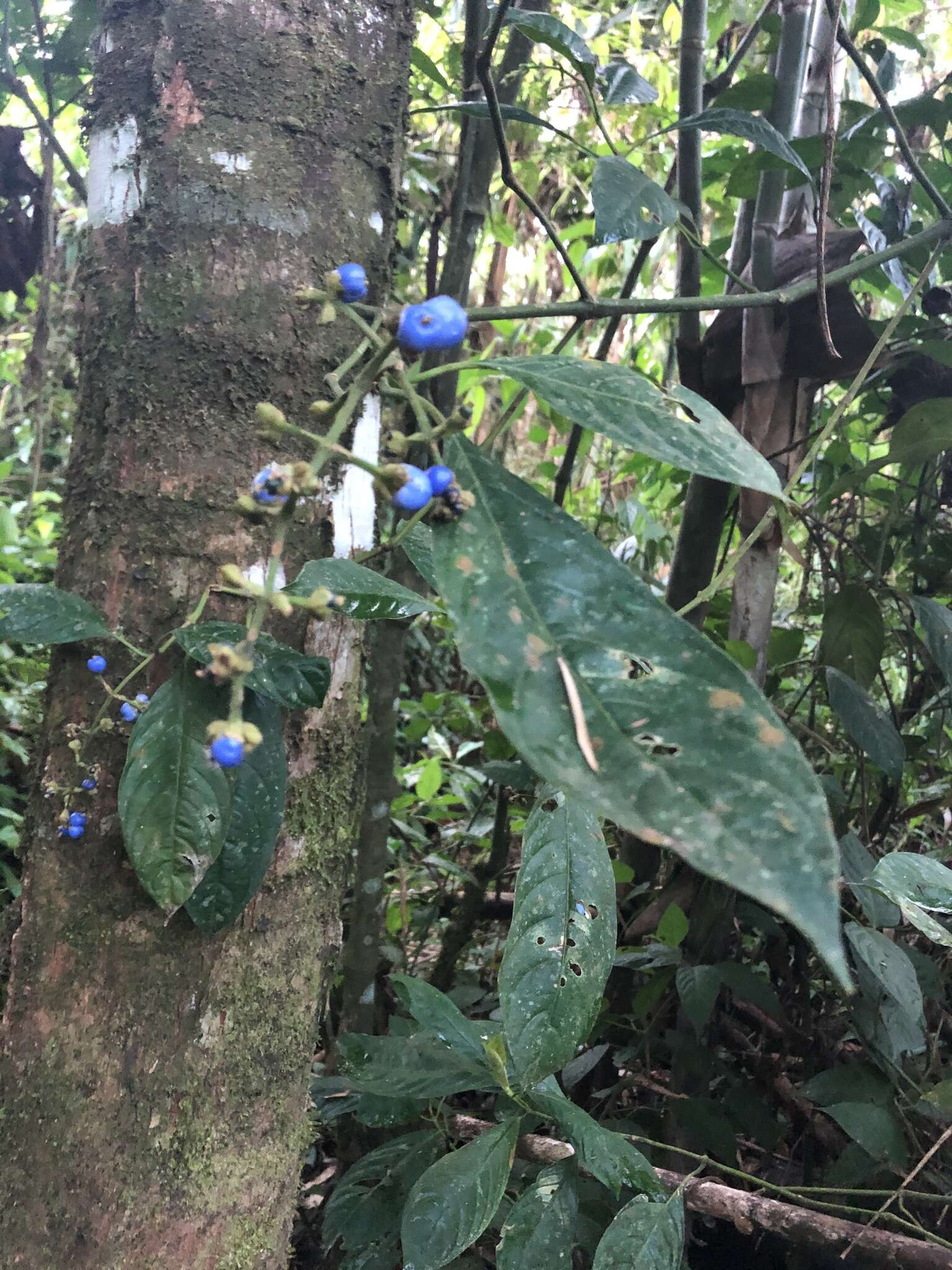 Palicourea caerulea (Ruiz & Pav.) Schult. resmi