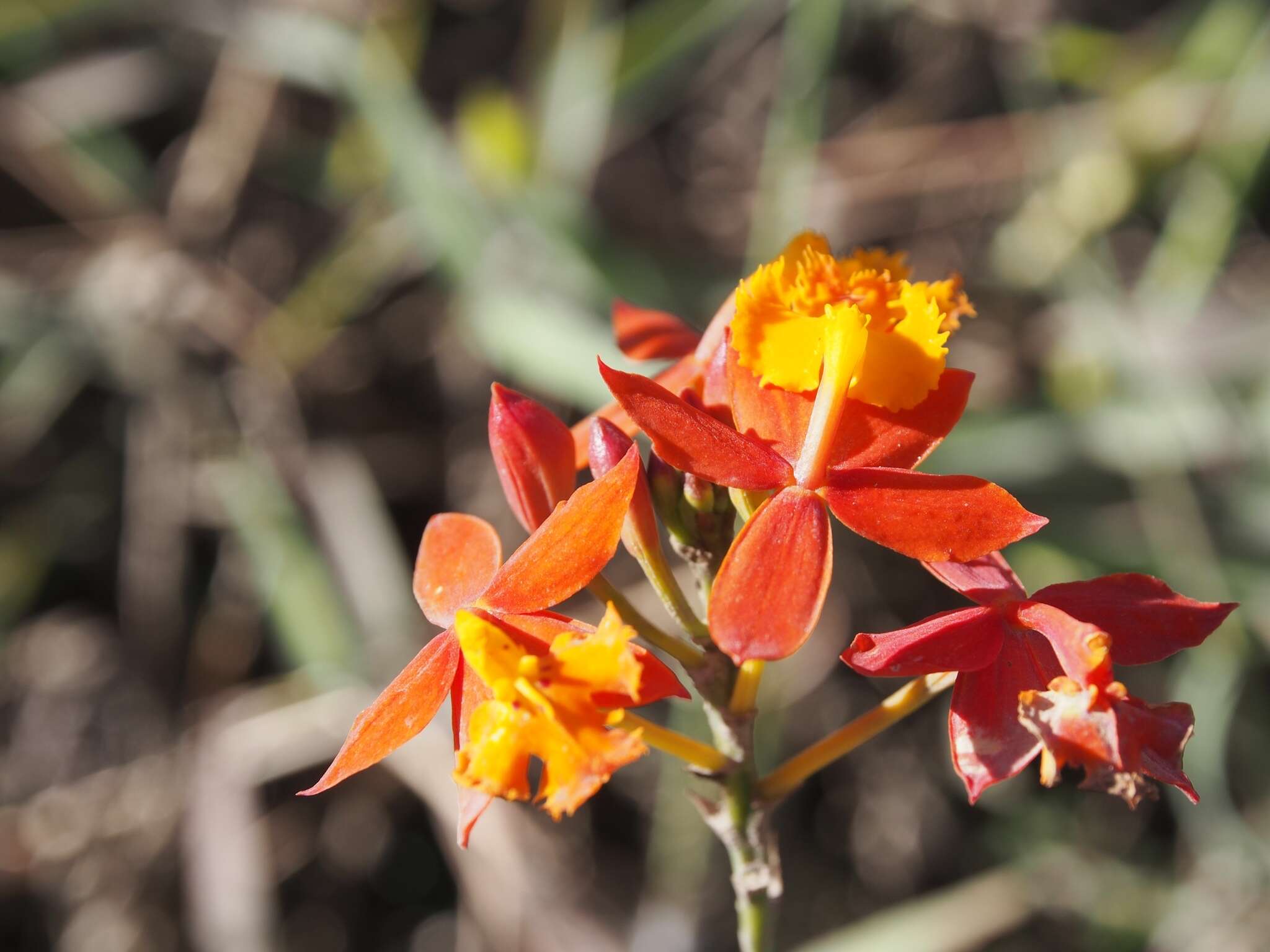 Image of Fire star orchid